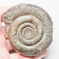 Dactylioceras Tenuicostatum Ammonite Fossil – Whitby Yorkshire Coast – Jurassic