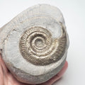 Hildoceras Ammonite Fossil – Whitby Yorkshire Coast – Jurassic