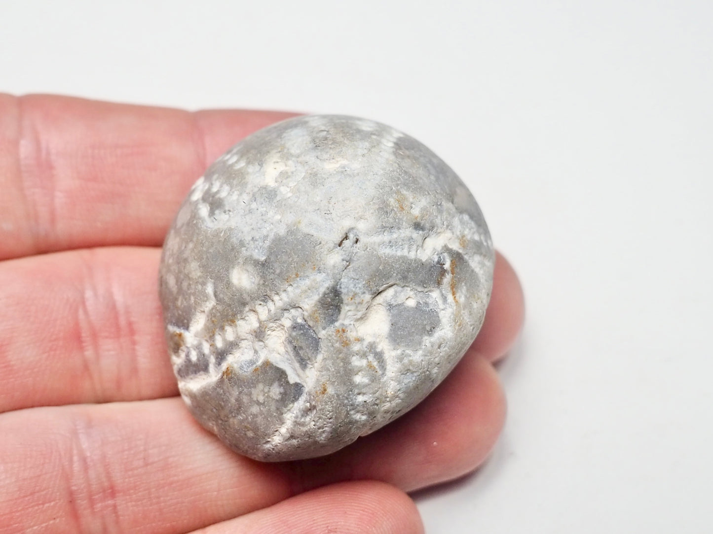 Fossil Sea Urchin, Yorkshire Coast