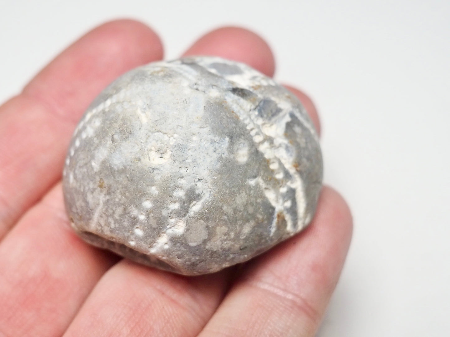 Fossil Sea Urchin, Yorkshire Coast