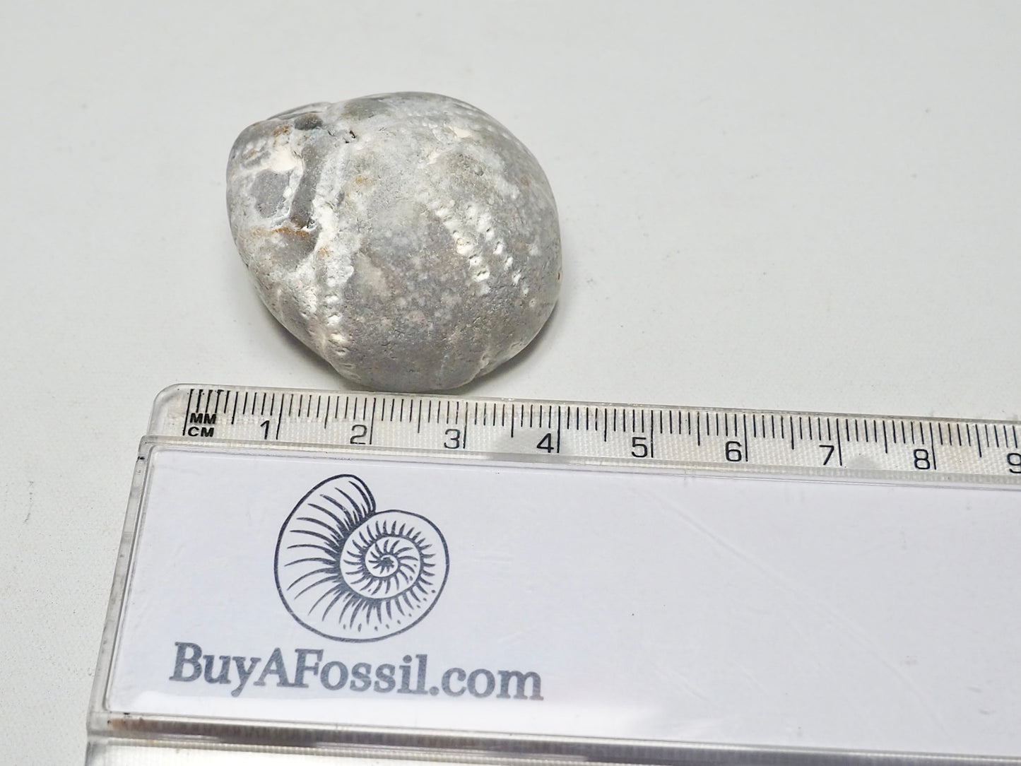 Fossil Sea Urchin, Yorkshire Coast