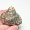 Gastropod