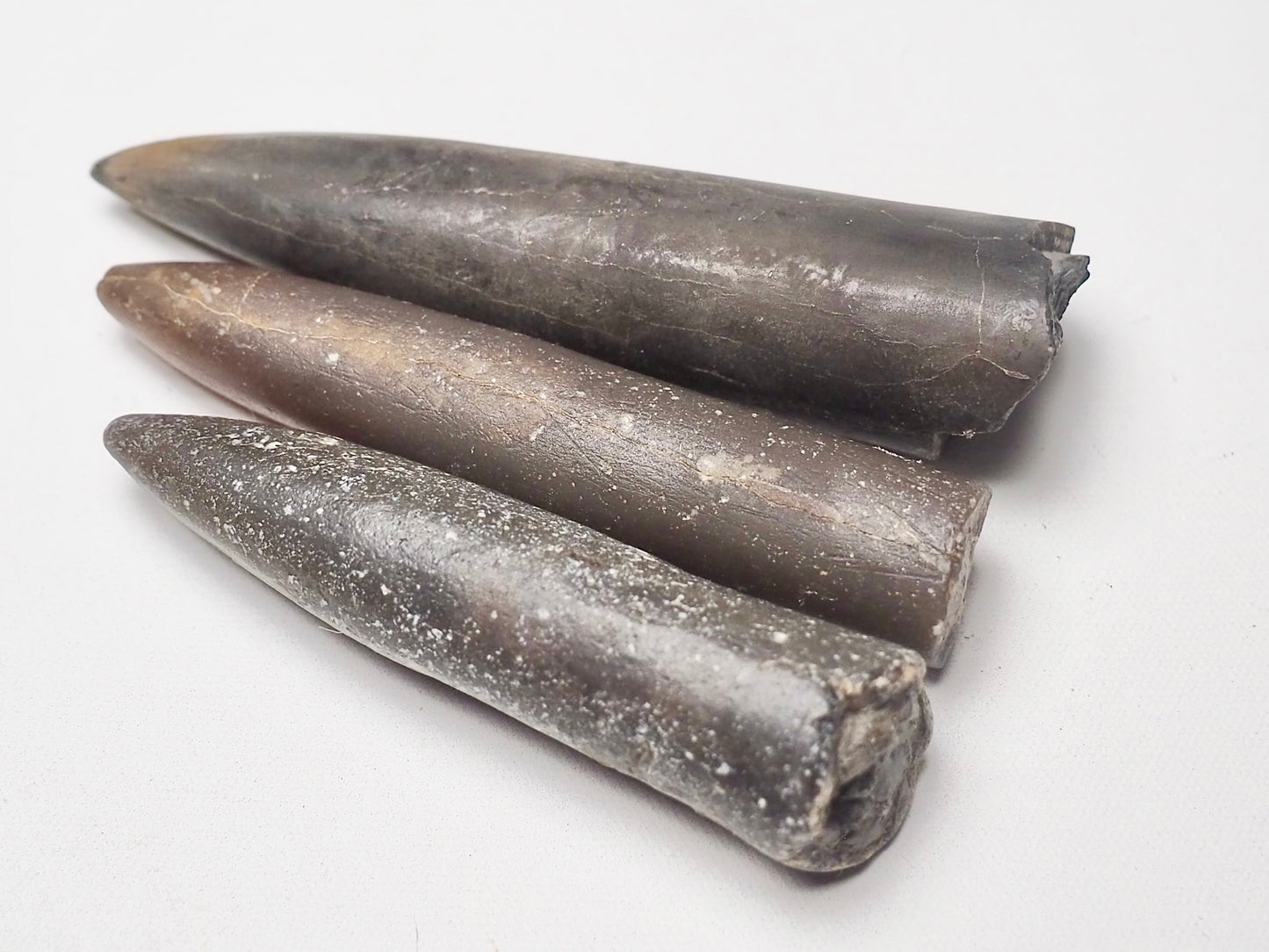 x3 Belemnites