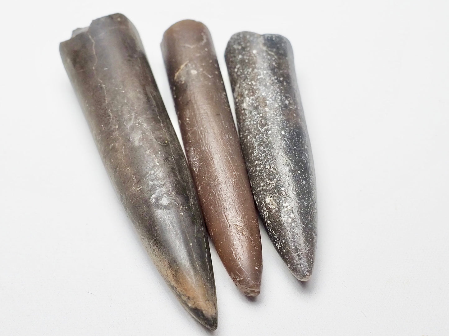 x3 Belemnites