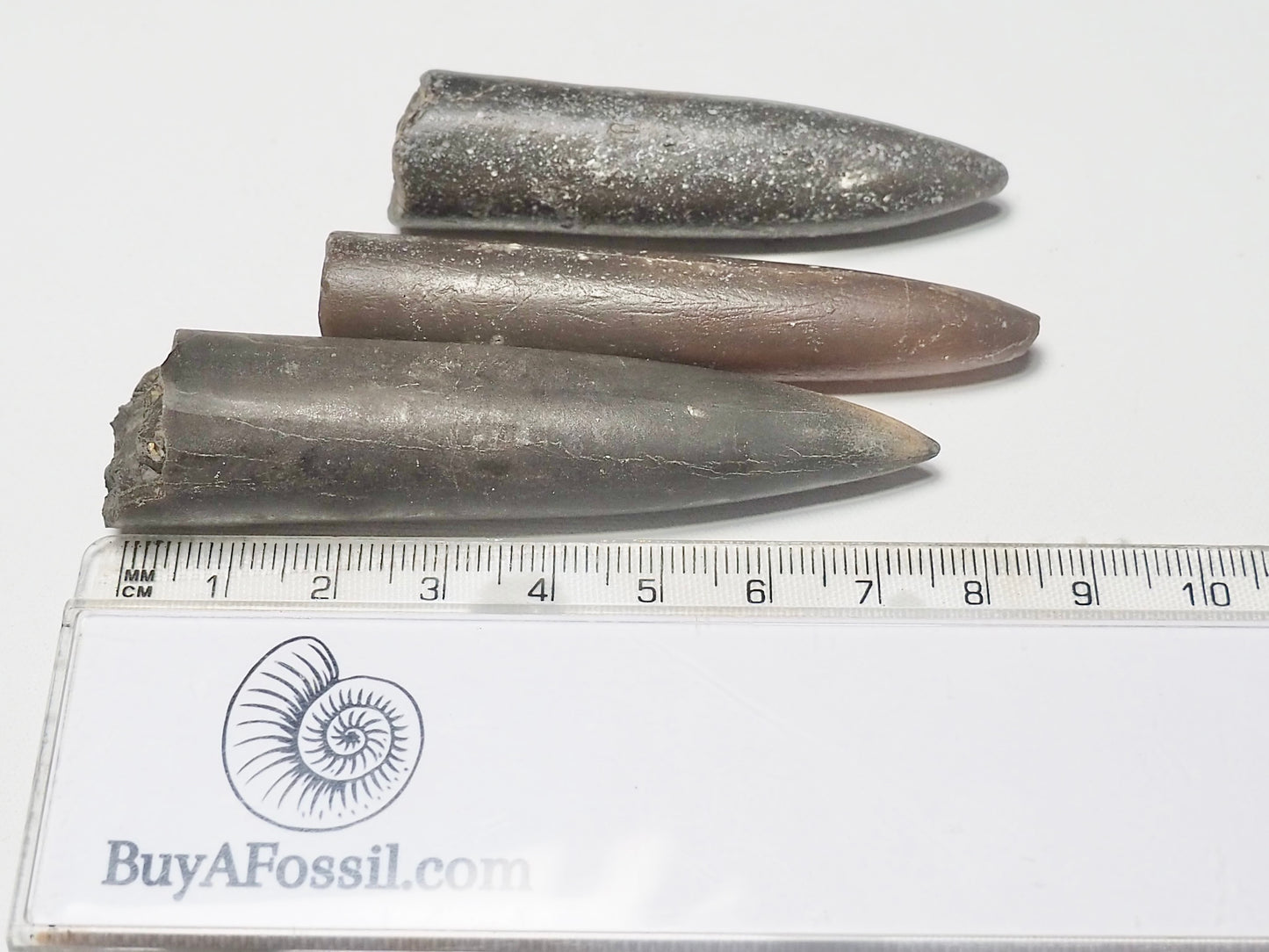 x3 Belemnites