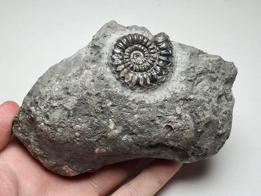 Arnioceras Ammonite, Robin Hoods Bay