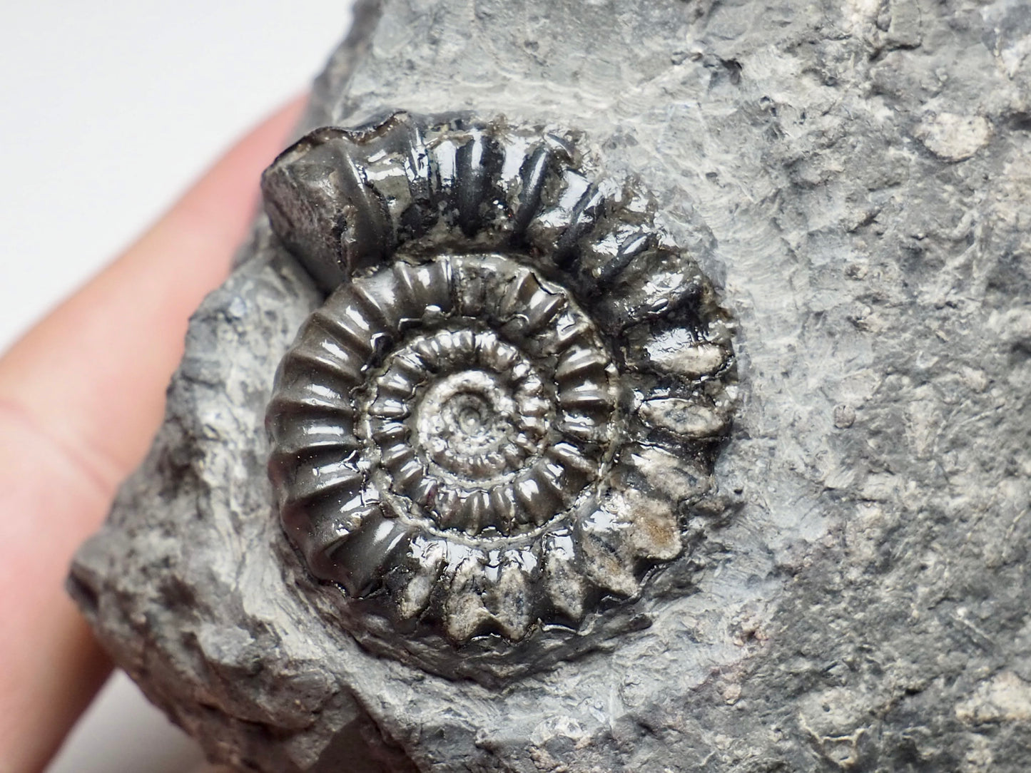 Arnioceras Ammonite, Robin Hoods Bay