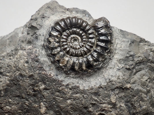 Arnioceras Ammonite, Robin Hoods Bay