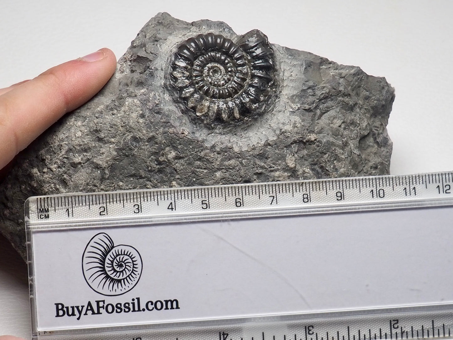 Arnioceras Ammonite, Robin Hoods Bay