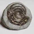 Hildoceras Ammonite Fossil – Whitby Yorkshire Coast – Jurassic
