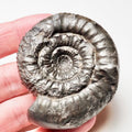 Peronoceras Ammonite Fossil – Whitby Yorkshire Coast – Jurassic