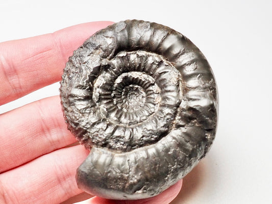 Peronoceras Ammonite