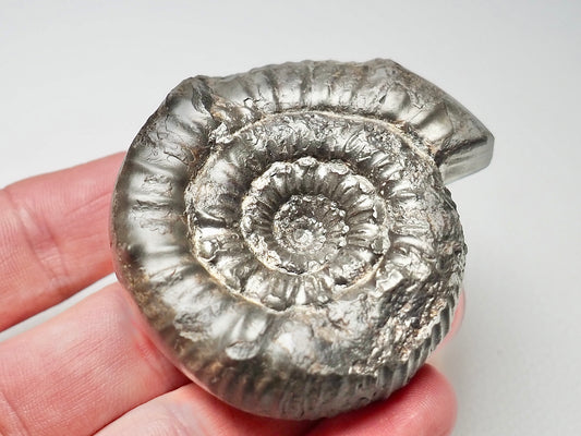 Peronoceras Ammonite