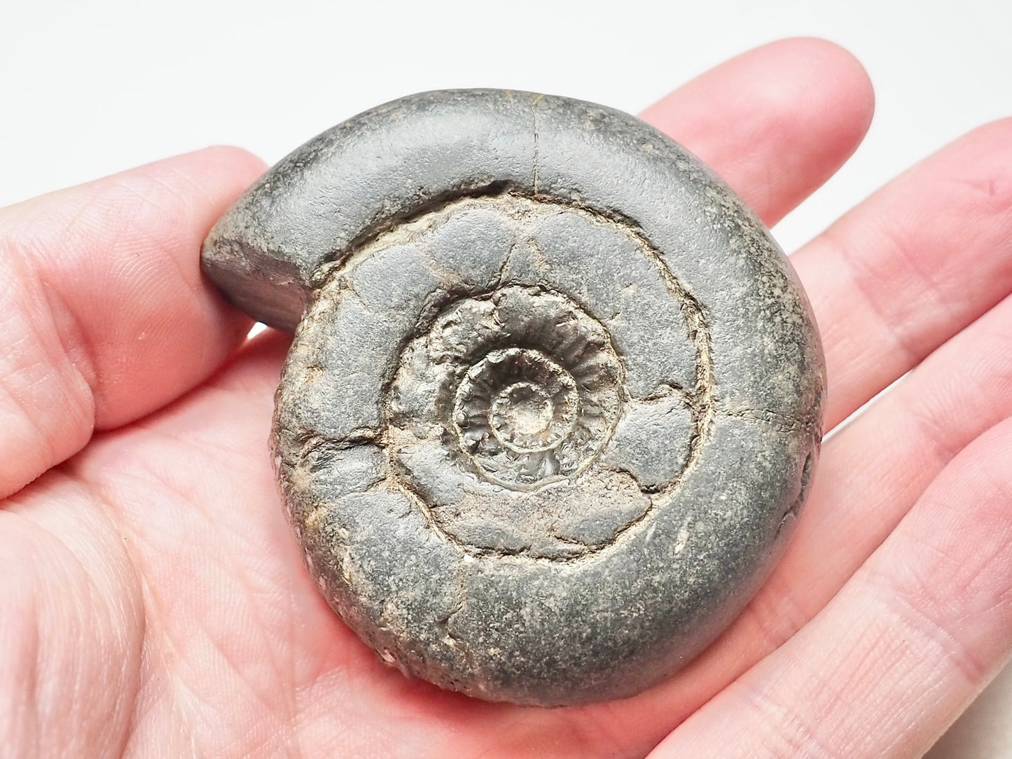 Peronoceras Ammonite