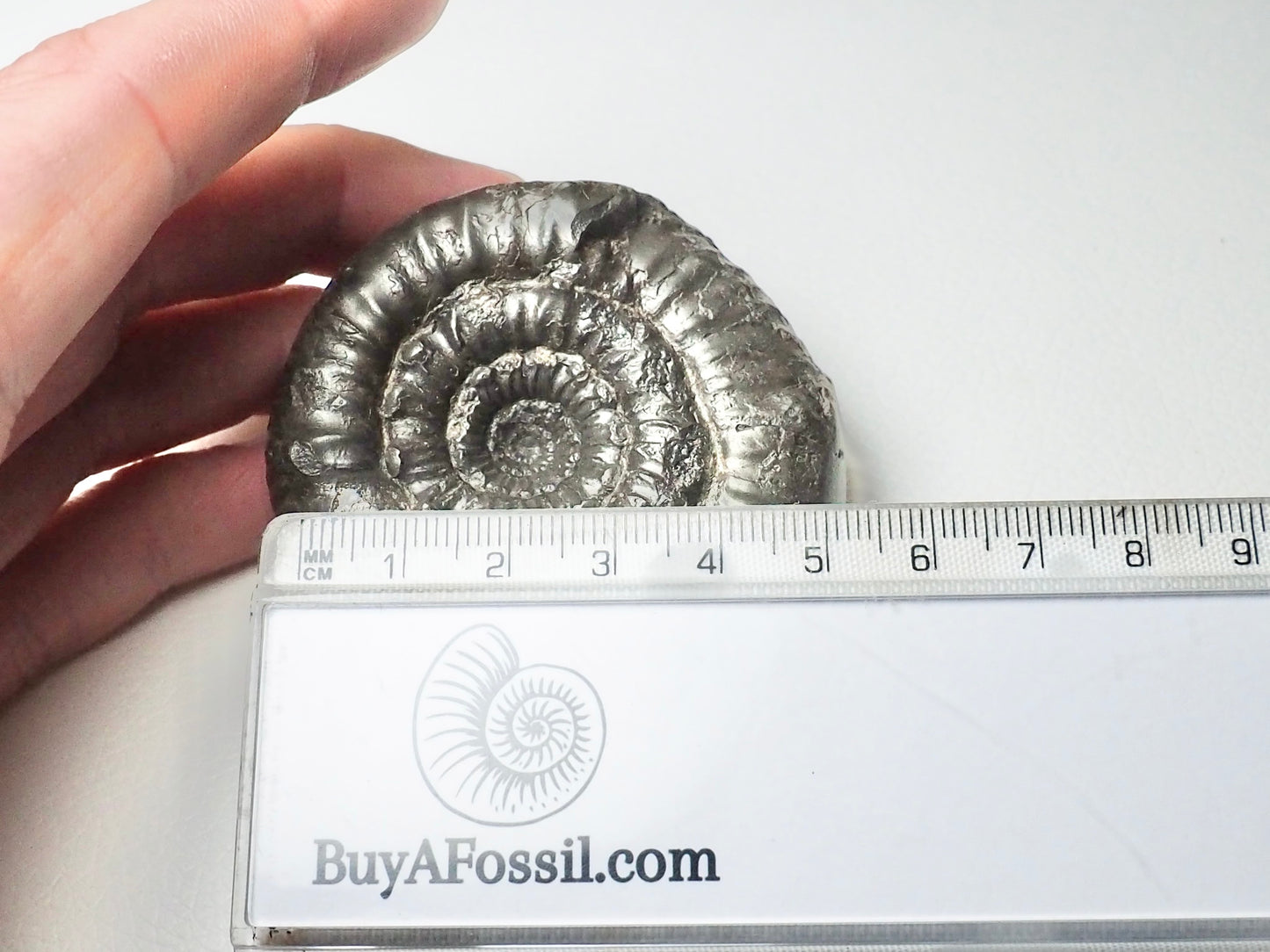 Peronoceras Ammonite