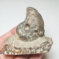 Rare Amauroceras Double Ammonite Fossil for Sale – Whitby Yorkshire Coast Jurassic