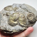 Phylloceras Ammonite Fossil – Whitby Yorkshire Coast – Jurassic