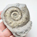 Grammoceras Ammonite Fossil – Whitby Yorkshire Coast – Jurassic