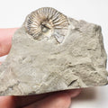 Unidentified Speeton Type Ammonite