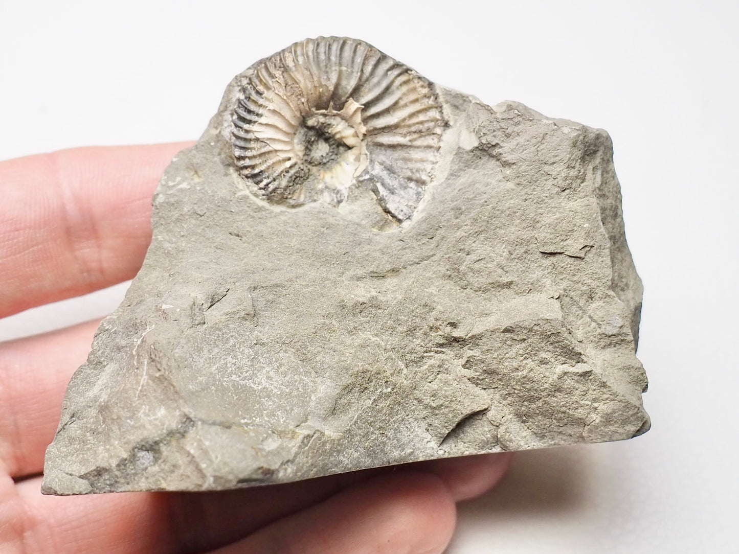 Unidentified Speeton Type Ammonite