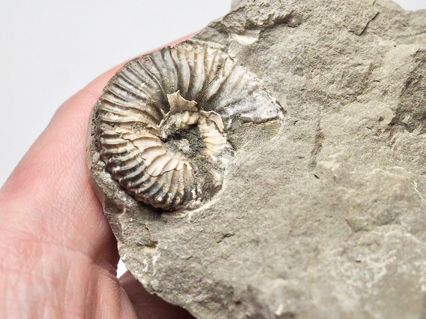 Unidentified Speeton Type Ammonite