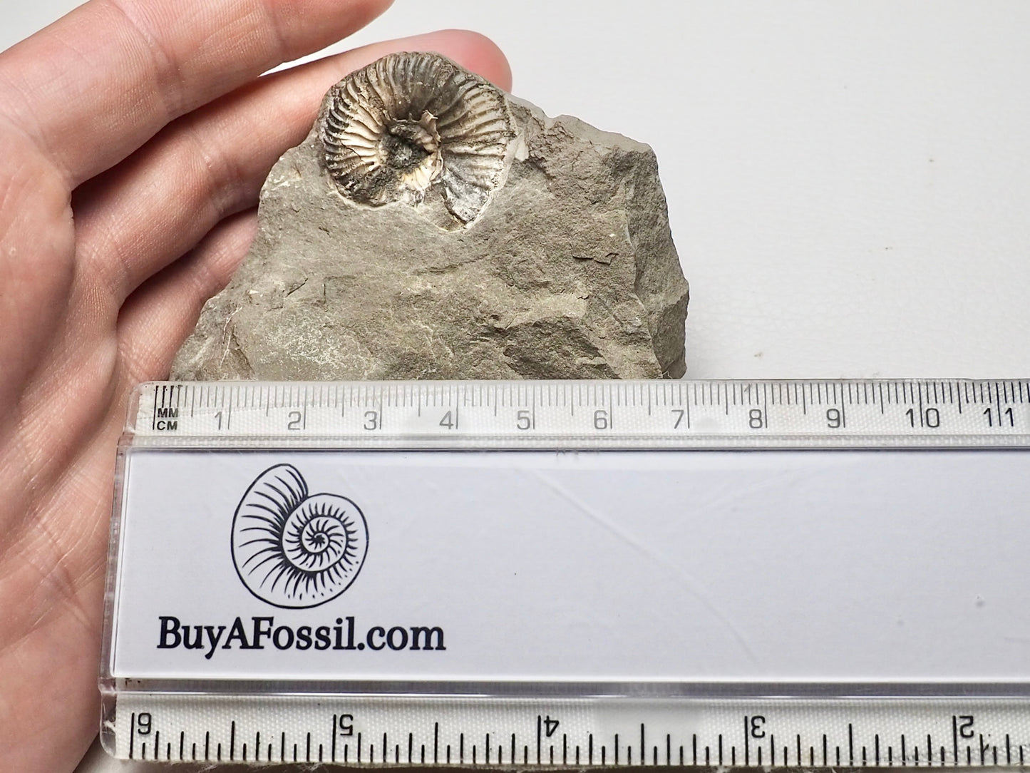 Unidentified Speeton Type Ammonite