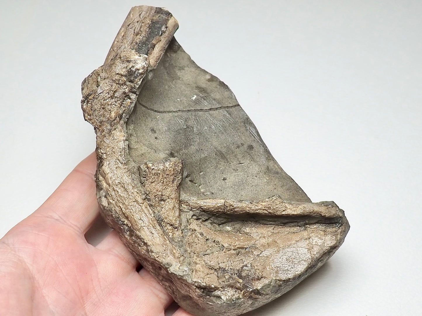 Ichthyosaur Marine Reptile Bones