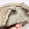 Ichthyosaur Marine Reptile Bones – Whitby Yorkshire Coast – Jurassic