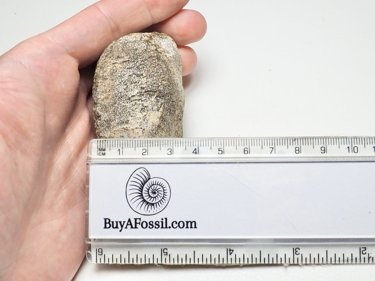 Partial Ichthyosaur Vertebra