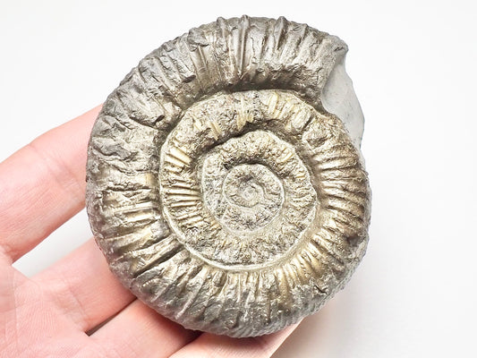 Peronoceras Ammonite Fossil Whitby