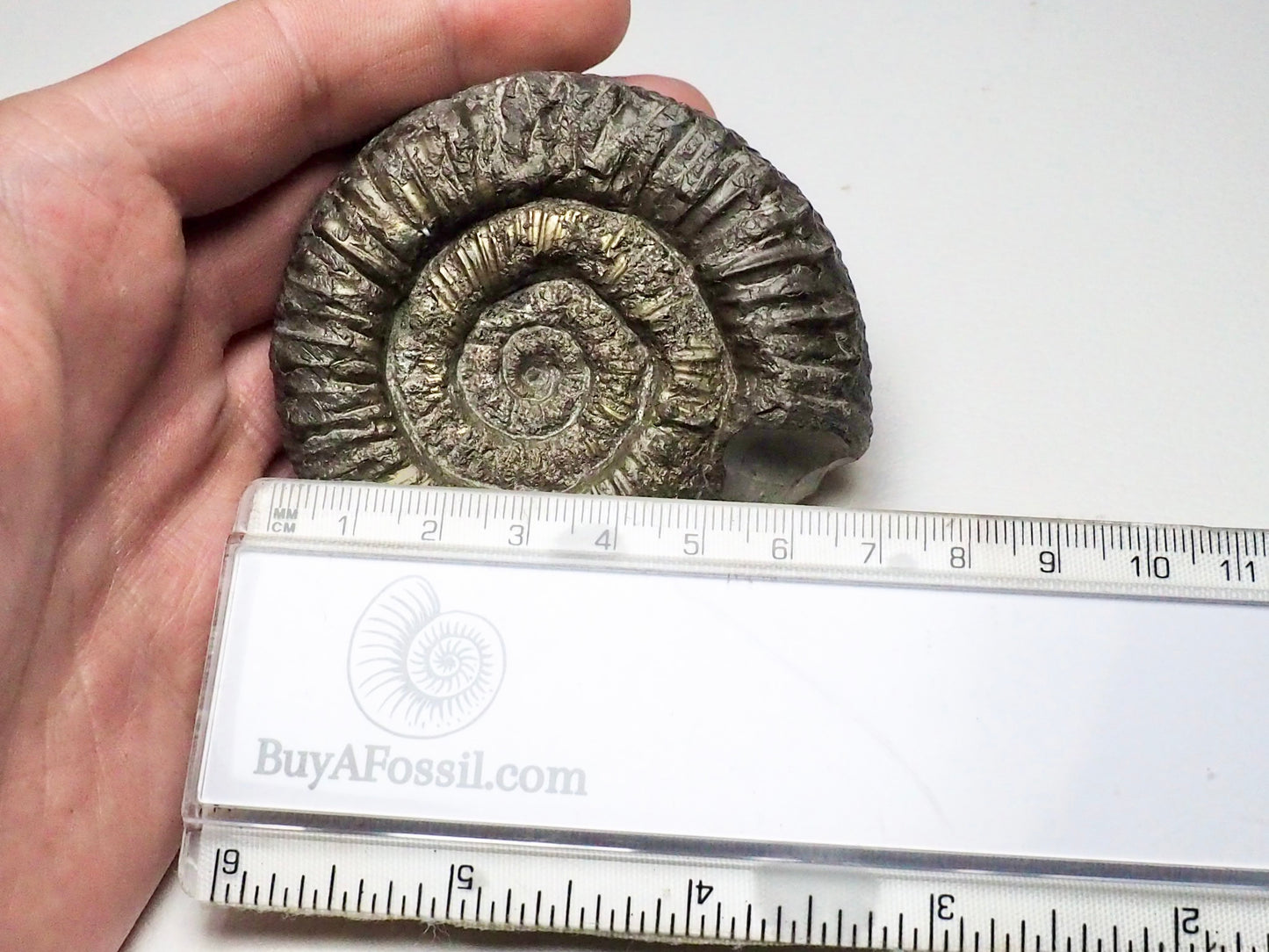 Peronoceras Ammonite Fossil Whitby