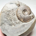 Eleganticeras Ammonite Fossil – Whitby Yorkshire Coast – Jurassic