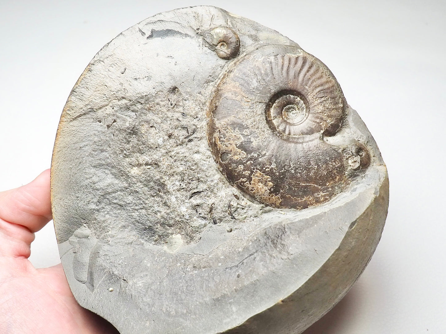 Eleganticeras Ammonite Triple