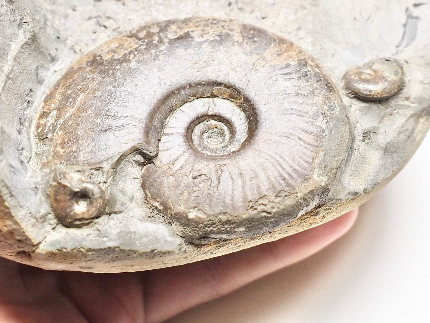 Eleganticeras Ammonite Triple