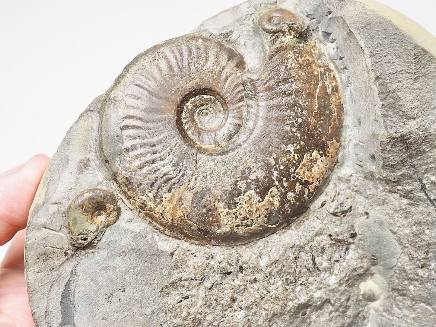 Eleganticeras Ammonite Triple