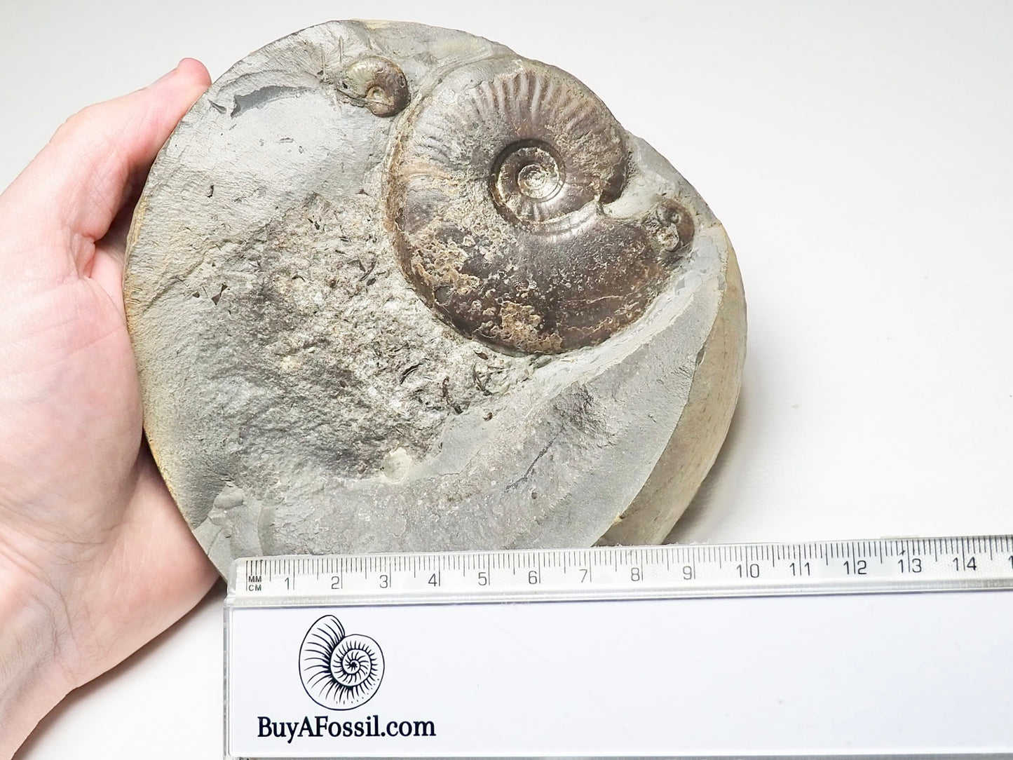 Eleganticeras Ammonite Triple