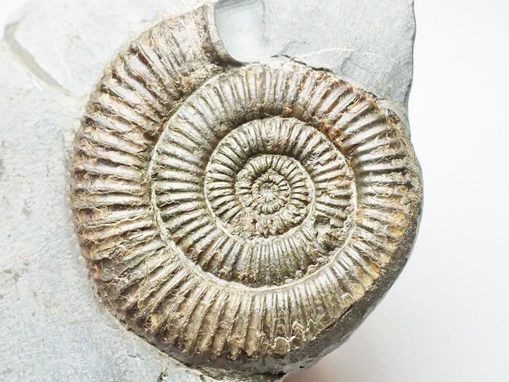 Fossils For Sale – BuyAFossil