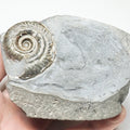 Hildoceras Ammonite Fossil – Whitby Yorkshire Coast – Jurassic