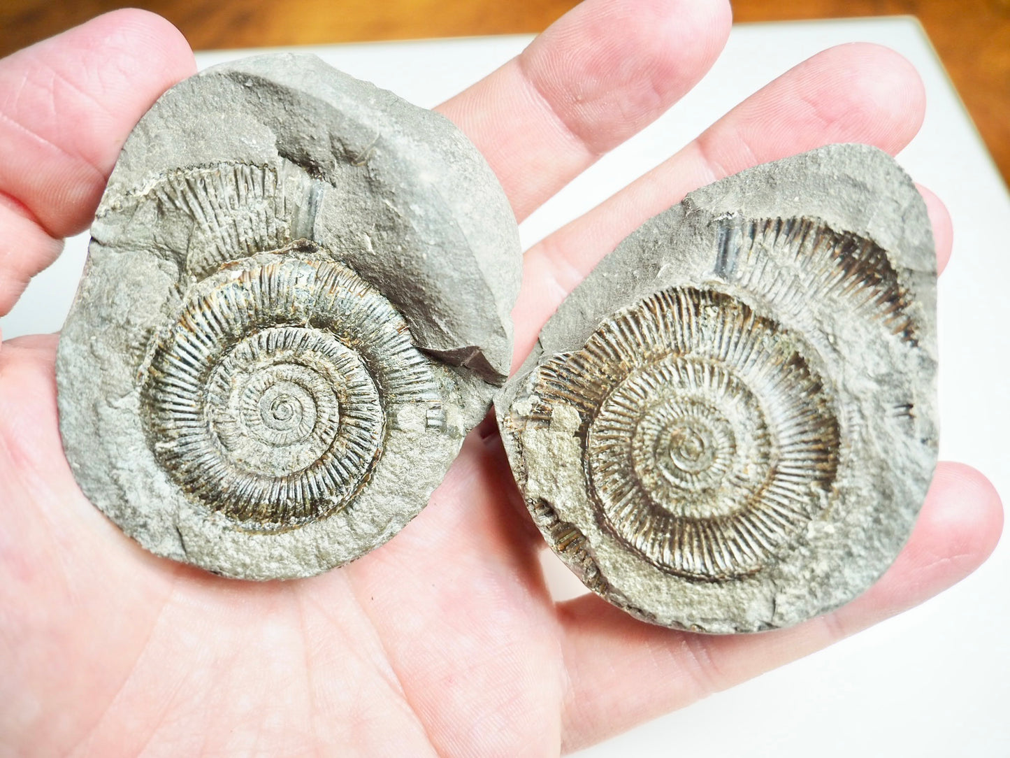 Ammonite POS/NEG - Pick N Mix