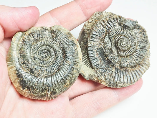 Ammonite POS/NEG - Pick N Mix