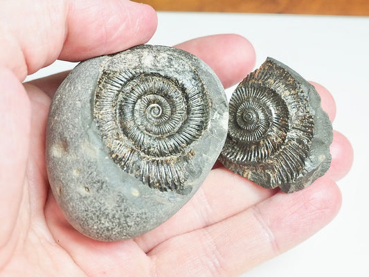 Ammonite POS/NEG - Pick N Mix