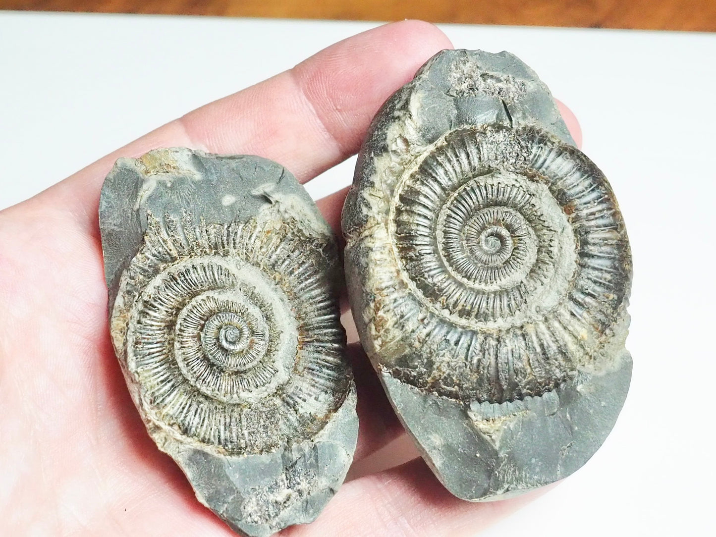 Ammonite POS/NEG - Pick N Mix