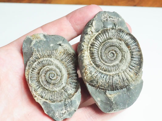 Ammonite POS/NEG - Pick N Mix