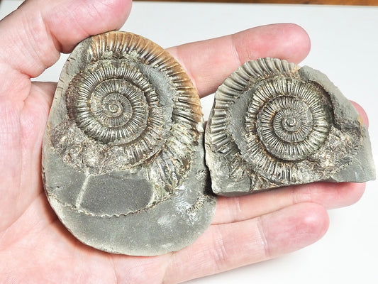 Ammonite POS/NEG - Pick N Mix