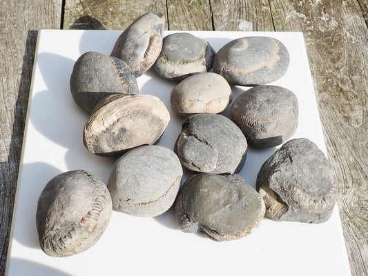 12x Small Ammonite Nodules – Yorkshire Coast Fossils | Crack Your Own | Prep Practice Kit