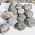 12x Small Ammonite Nodules – Yorkshire Coast Fossils | Crack Your Own | Prep Practice Kit