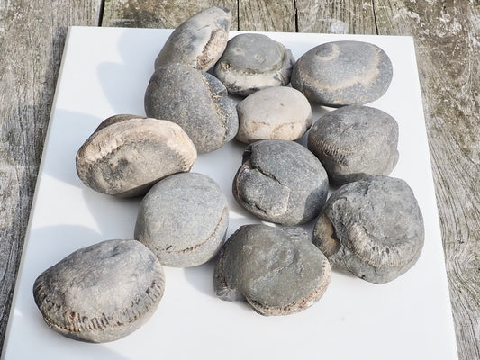 12x Small Ammonite Nodules – Yorkshire Coast Fossils | Crack Your Own | Prep Practice Kit