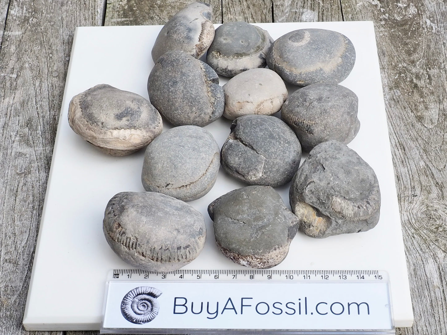 12x Small Ammonite Nodules – Yorkshire Coast Fossils | Crack Your Own | Prep Practice Kit