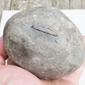 Mystery Ammonite Nodule Possibly Pseudolioceras – Saltwick Bay Yorkshire Coast – Prep Your Own Fossil
