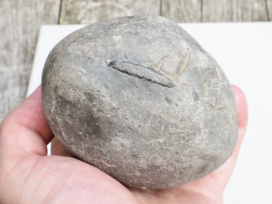 Mystery Ammonite Nodule Possibly Pseudolioceras – Saltwick Bay Yorkshire Coast – Prep Your Own Fossil